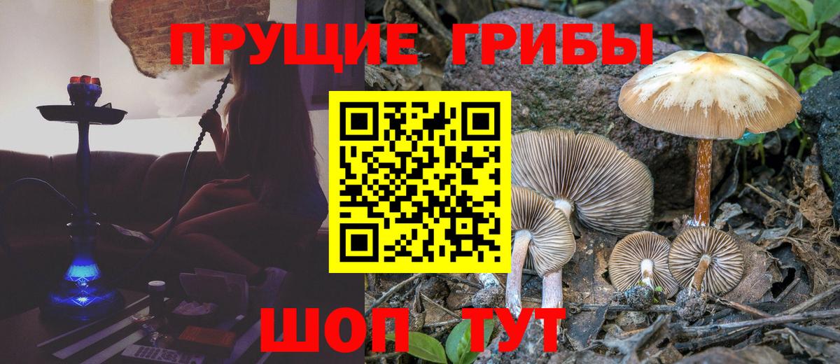 Псилоцибиновые грибы GOLDEN TEACHER Саратов